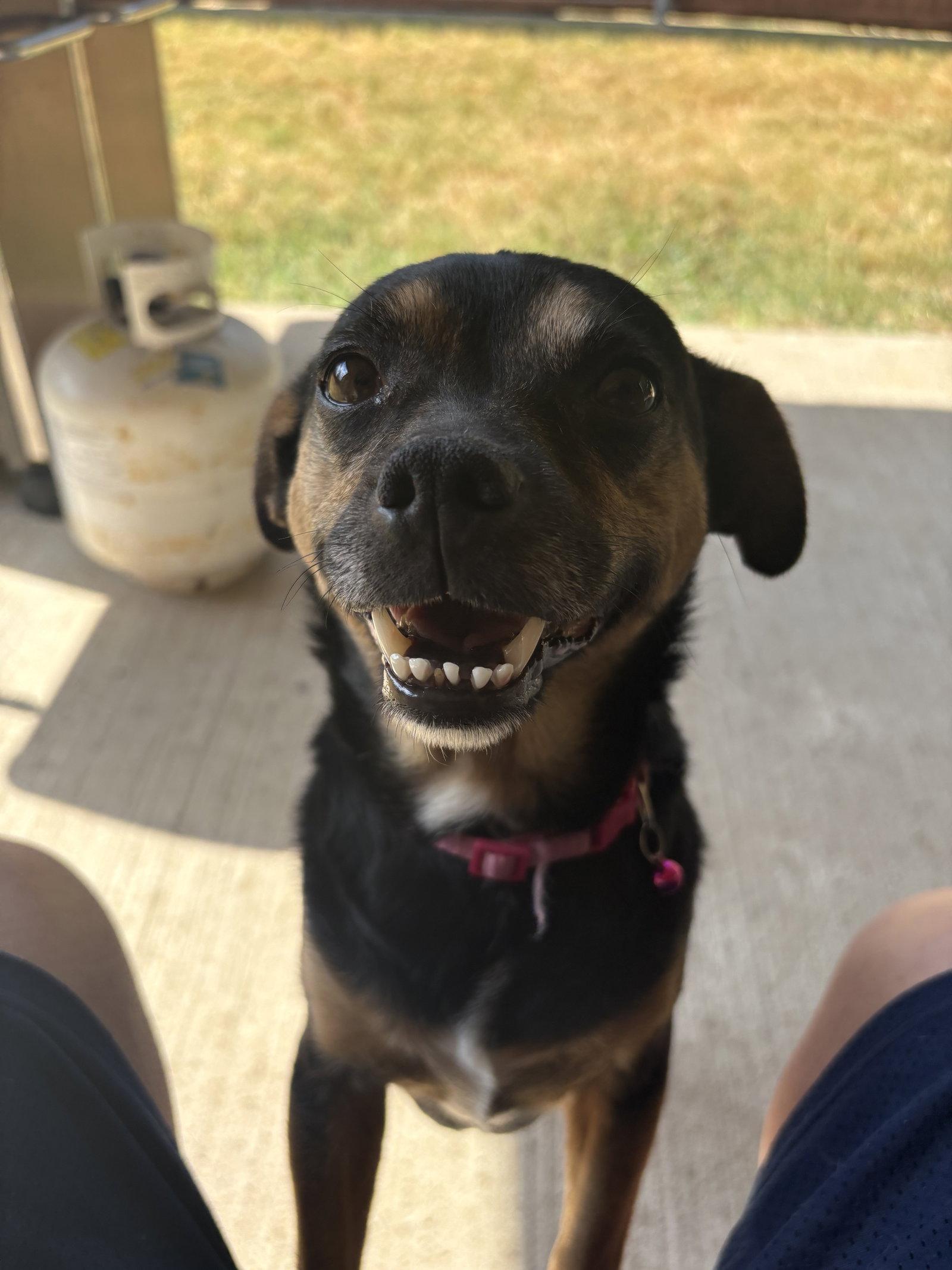 Enlarge Dolly, a Adoptable Mixed Breed in Dallas, TX image 3/3