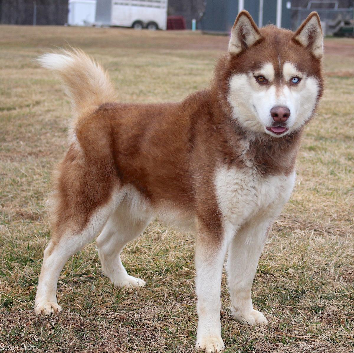 Enlarge Zeus, an adopted Siberian Husky in Bedford, VA image 3/3