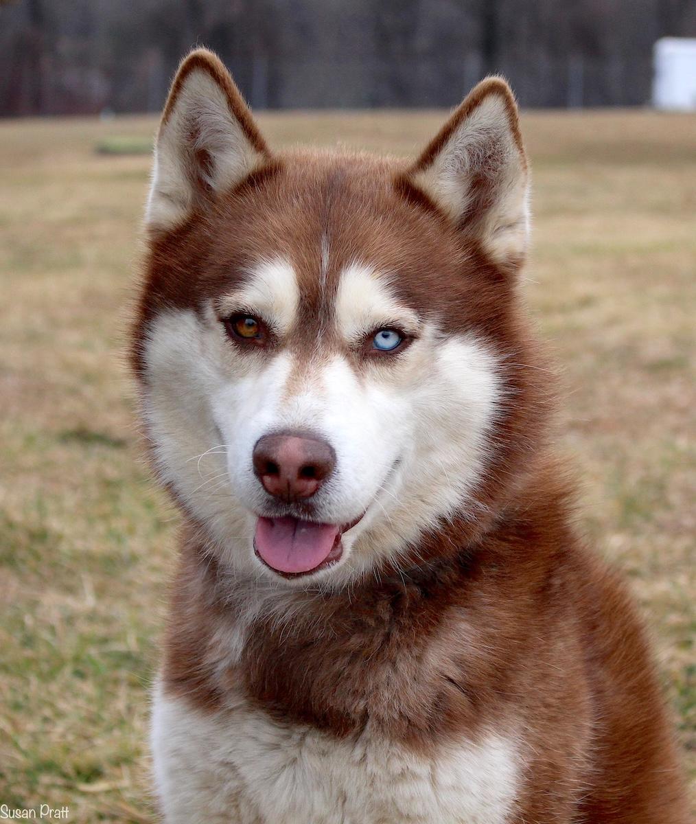 Enlarge Zeus, an adopted Siberian Husky in Bedford, VA image 1/3