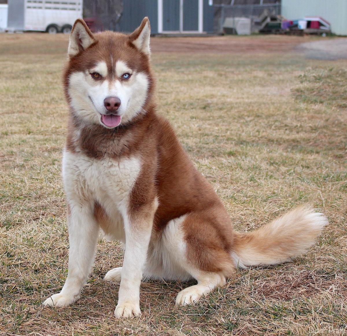 Enlarge Zeus, an adopted Siberian Husky in Bedford, VA image 2/3