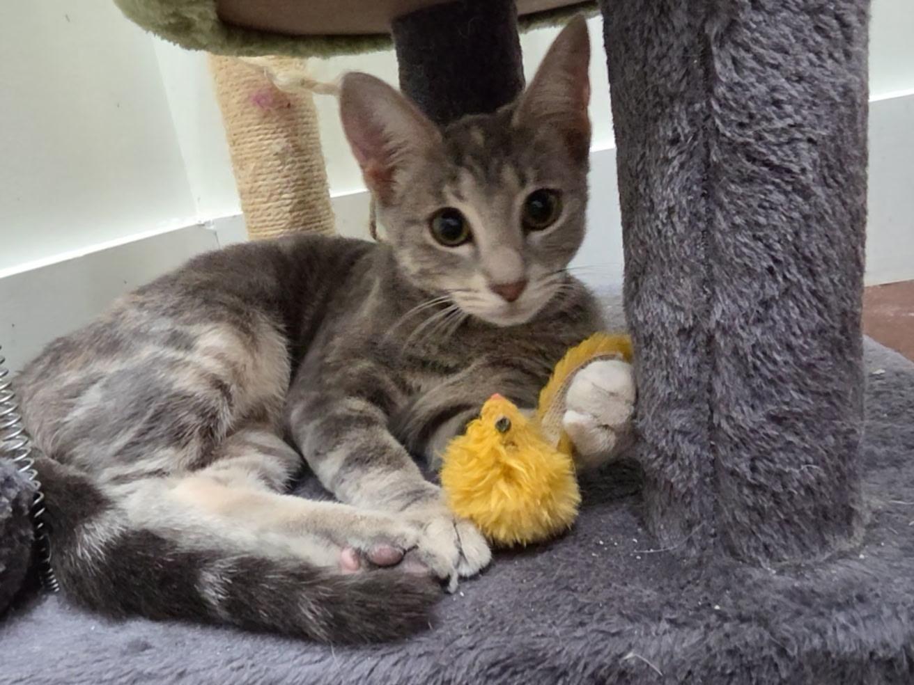 Enlarge Felicity, a Adoptable mixed breed in Magnolia Springs, AL image 1/3