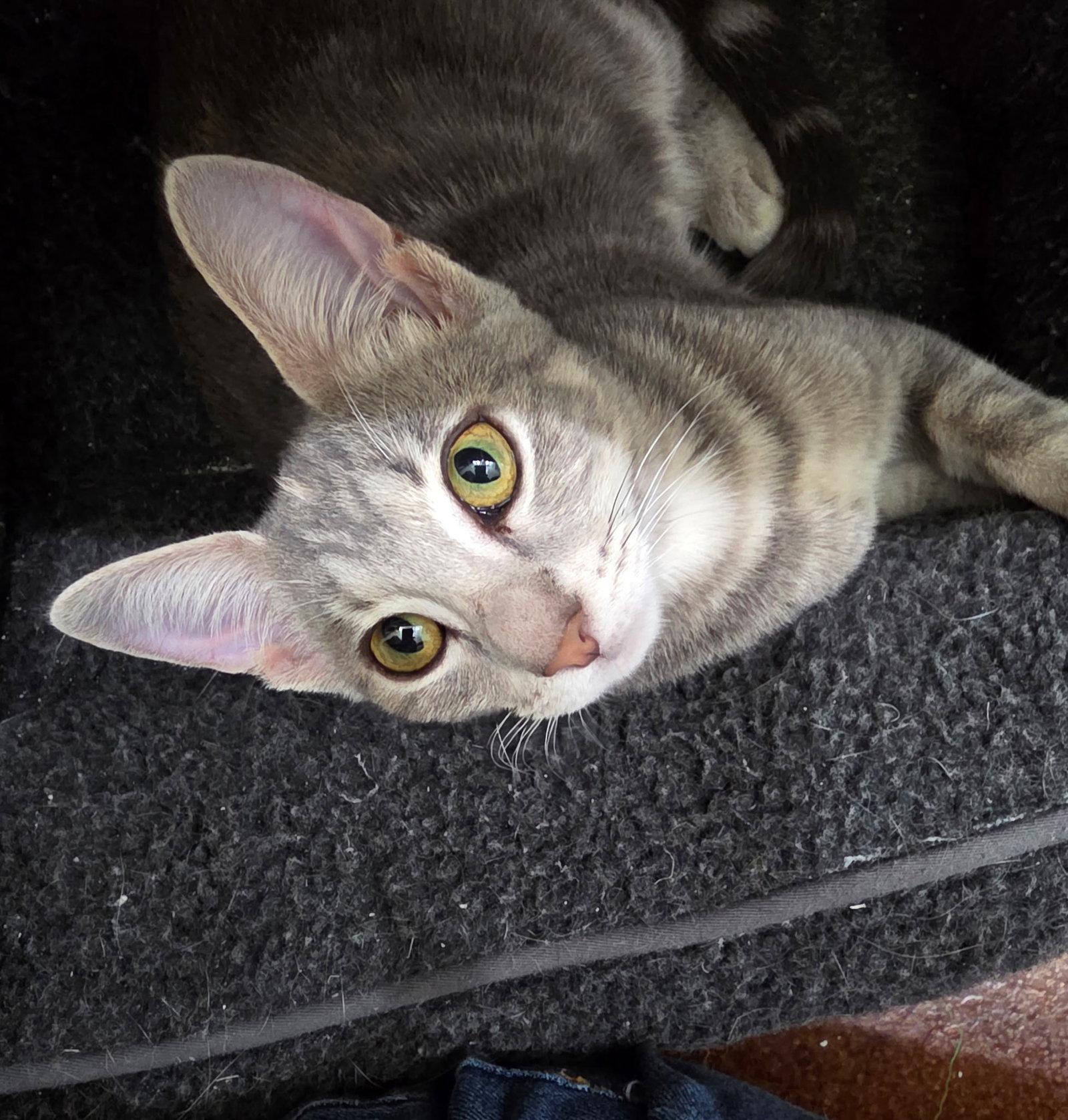 Enlarge Felicity, a Adoptable mixed breed in Magnolia Springs, AL image 2/3