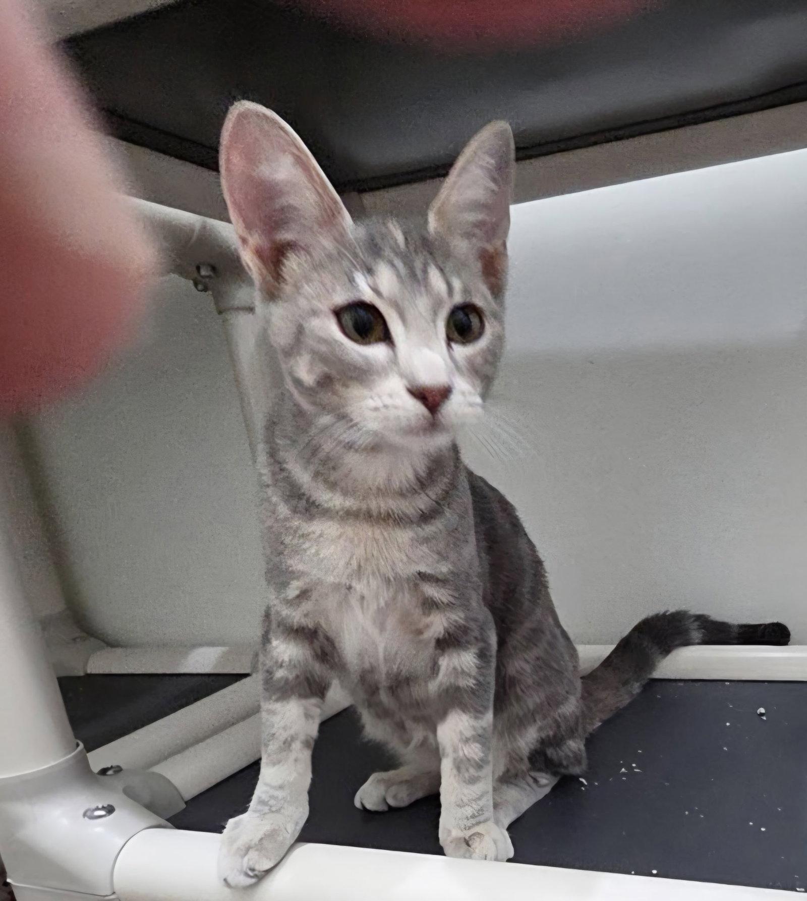 Enlarge Felicity, a Adoptable mixed breed in Magnolia Springs, AL image 3/3