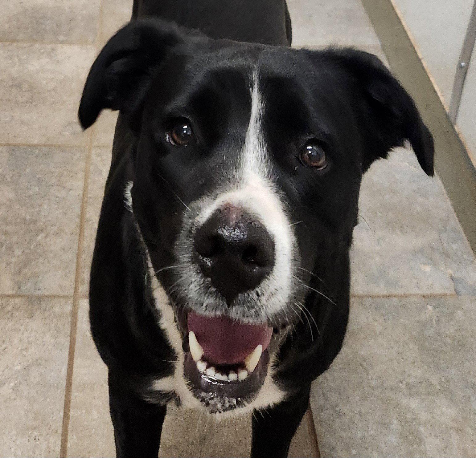 Enlarge Sadie, a Adopted mixed breed in Clinton, OK image 2/2