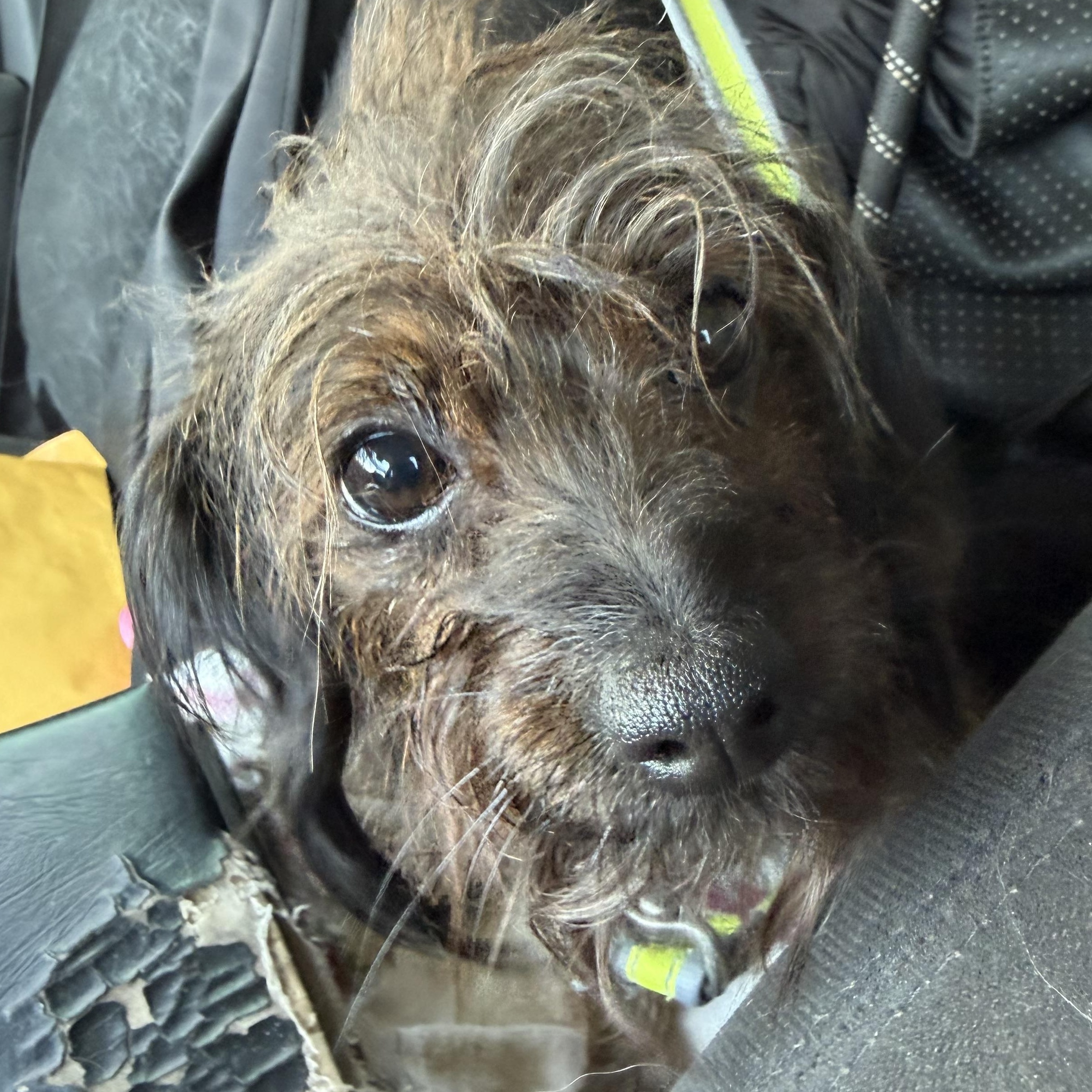Harley, adopted, Young Female Yorkshire Terrier.