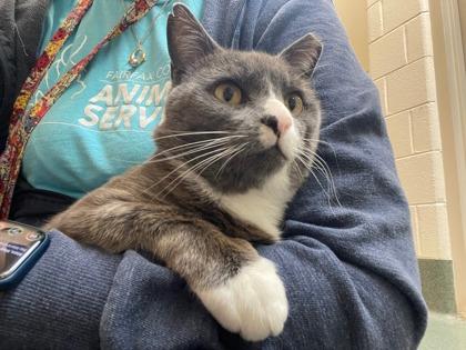 Atticus, Adoptable, Adult Male Domestic Short Hair & Domestic Short Hair.
