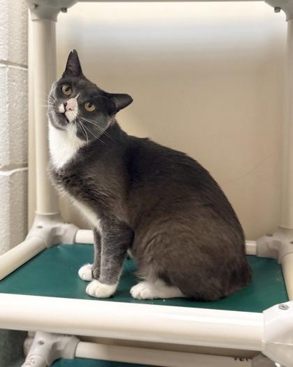 Atticus, Adoptable, Adult Male Domestic Short Hair & Domestic Short Hair.