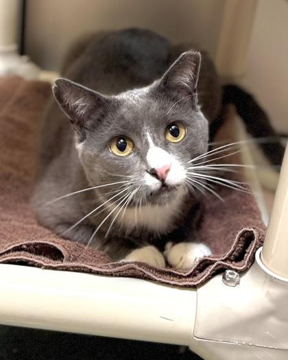 Enlarge Atticus, a Adoptable mixed breed in Fairfax, VA image 2/3