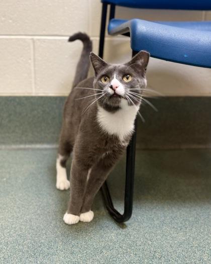 Enlarge Atticus, a Adoptable mixed breed in Fairfax, VA image 3/3