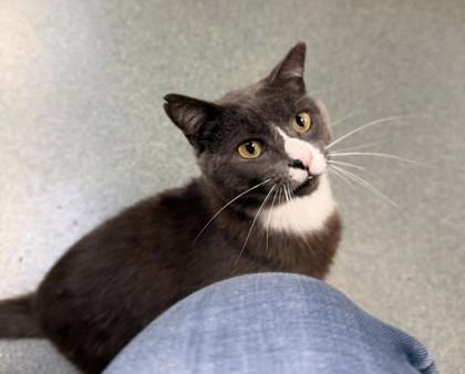Atticus, a Adoptable mixed breed in Fairfax, VA image 2/2
