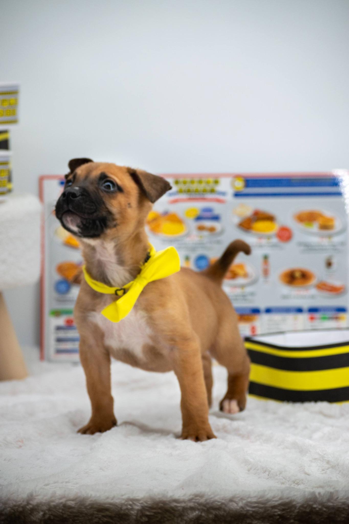 Enlarge Covered, a ADOPTABLE mixed breed in Sevierville, TN image 4/6