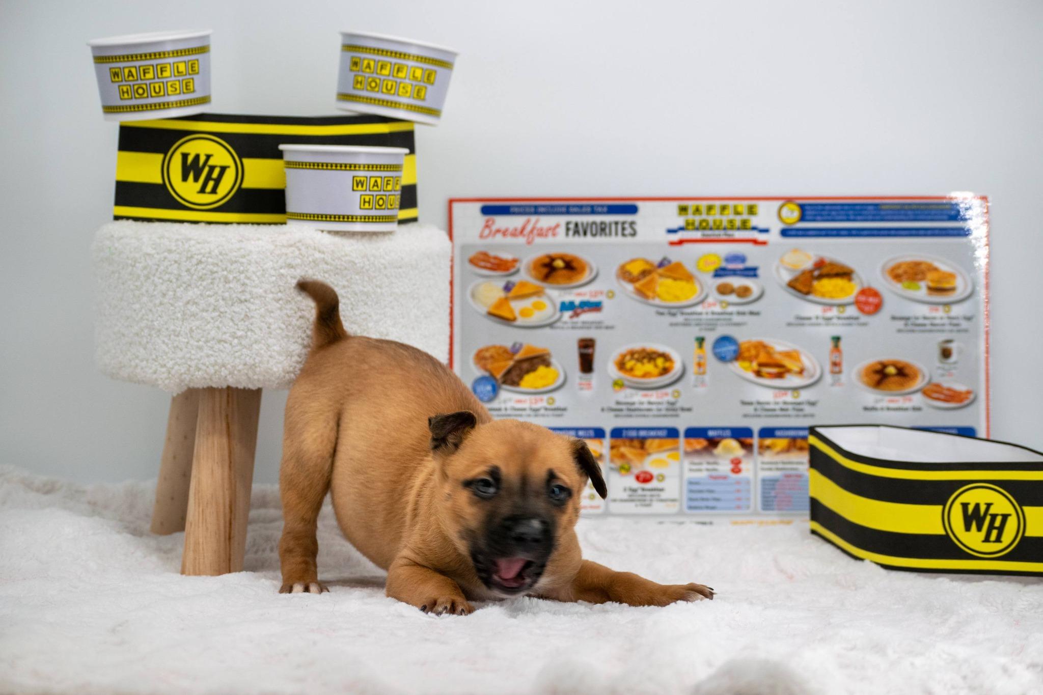 Enlarge Covered, a ADOPTABLE mixed breed in Sevierville, TN image 6/6