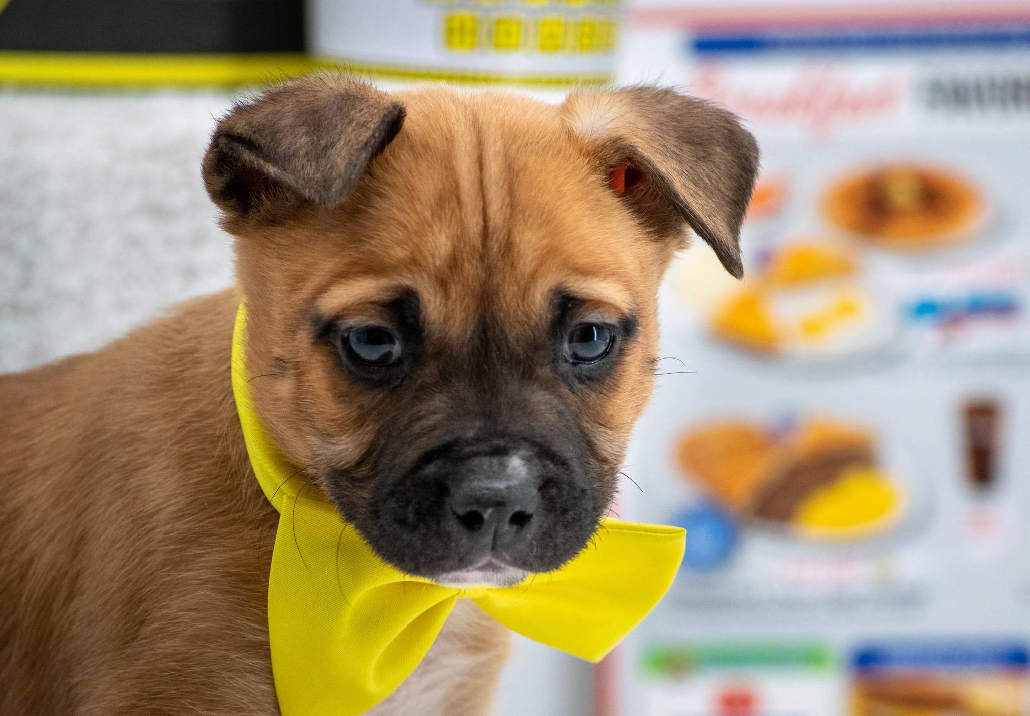 Enlarge Covered, a ADOPTABLE mixed breed in Sevierville, TN image 3/6