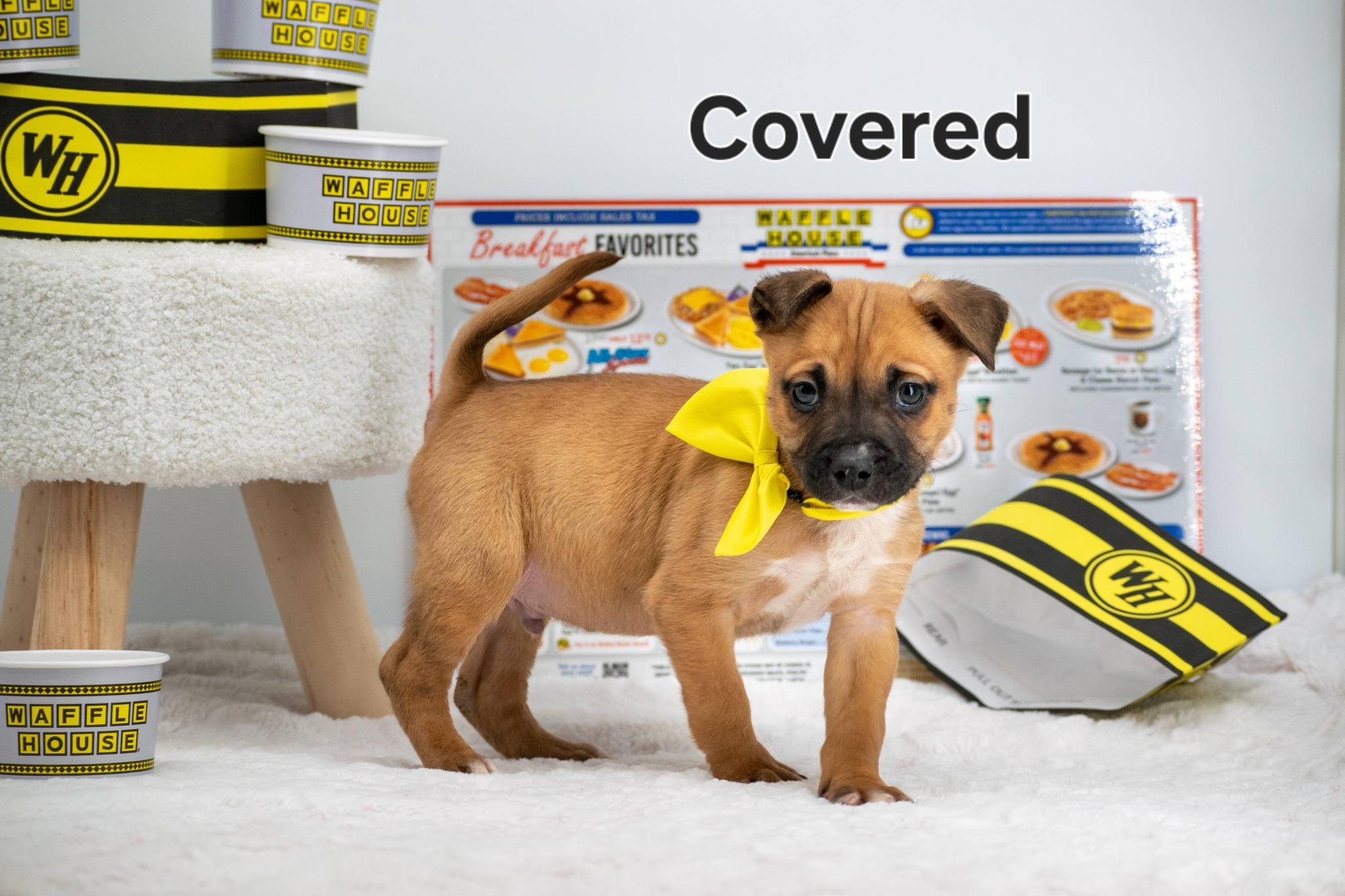 Covered, ADOPTABLE, Puppy Male Terrier & Bulldog.