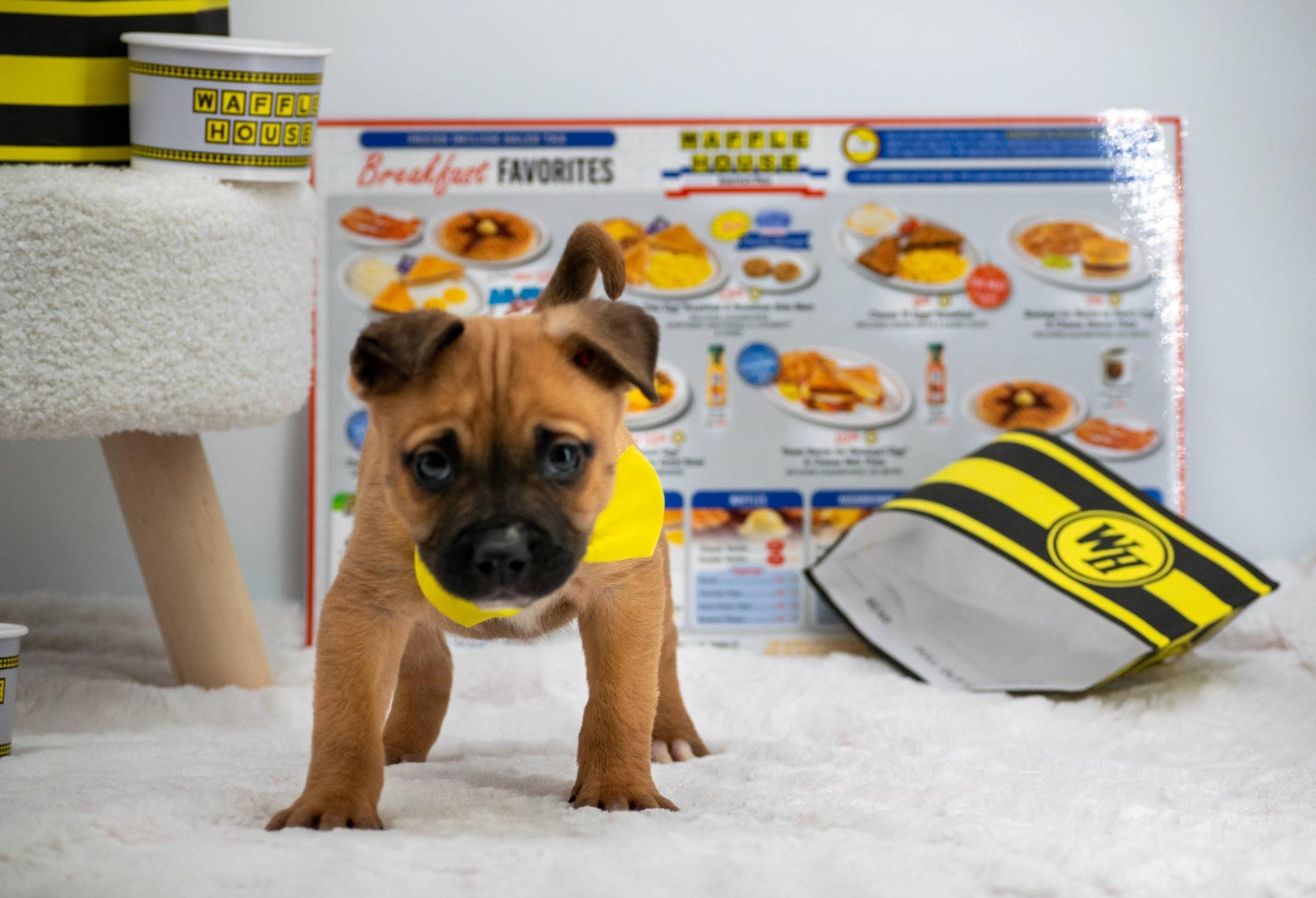 Enlarge Covered, a ADOPTABLE mixed breed in Sevierville, TN image 2/6