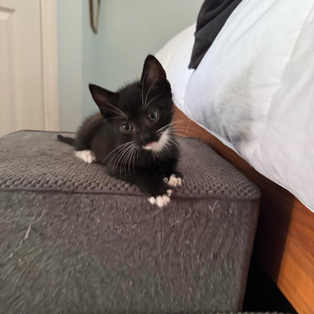 Billie Beans, Adoptable, Kitten Male American Shorthair.