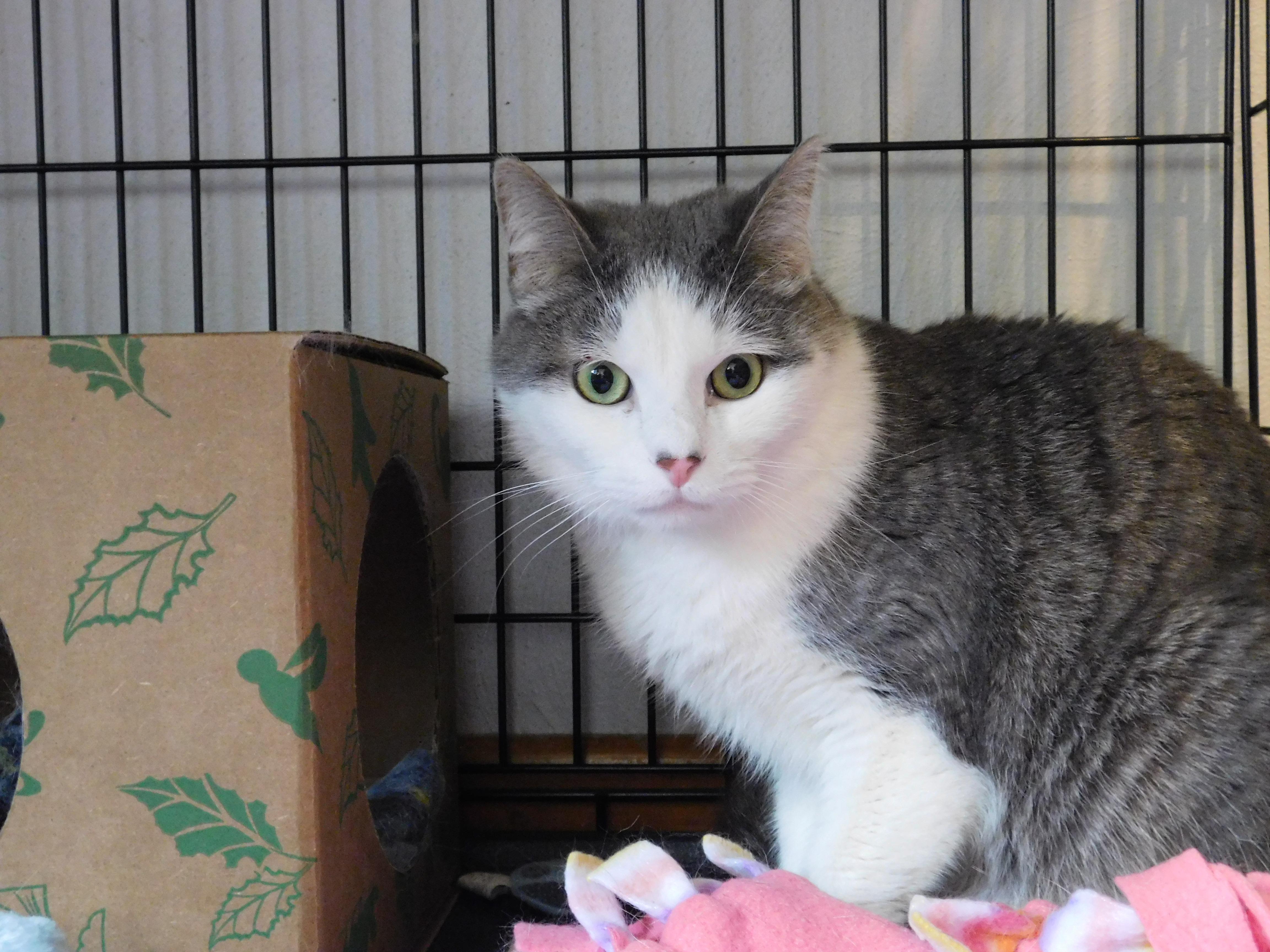 Momo, Adoptable, Adult Male Domestic Short Hair.