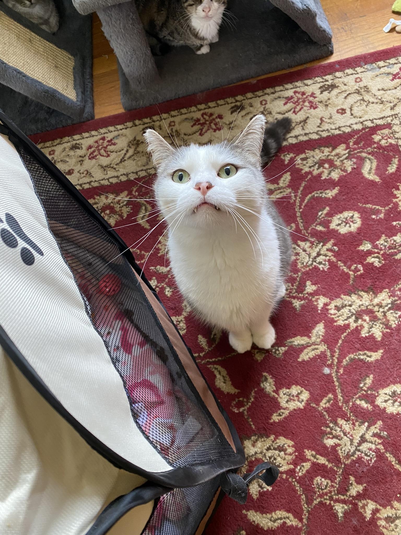 Enlarge Momo, a Adoptable Domestic Short Hair in New Kensington, PA image 4/6