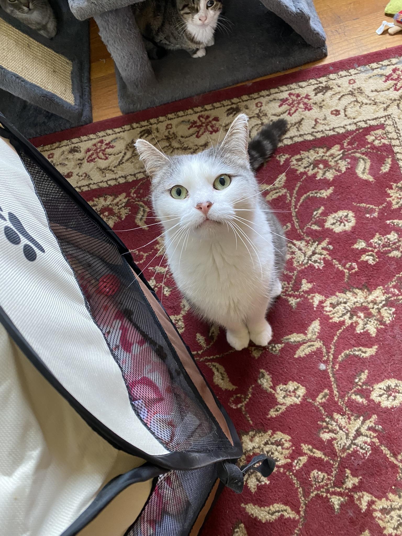 Enlarge Momo, a Adoptable Domestic Short Hair in New Kensington, PA image 6/6