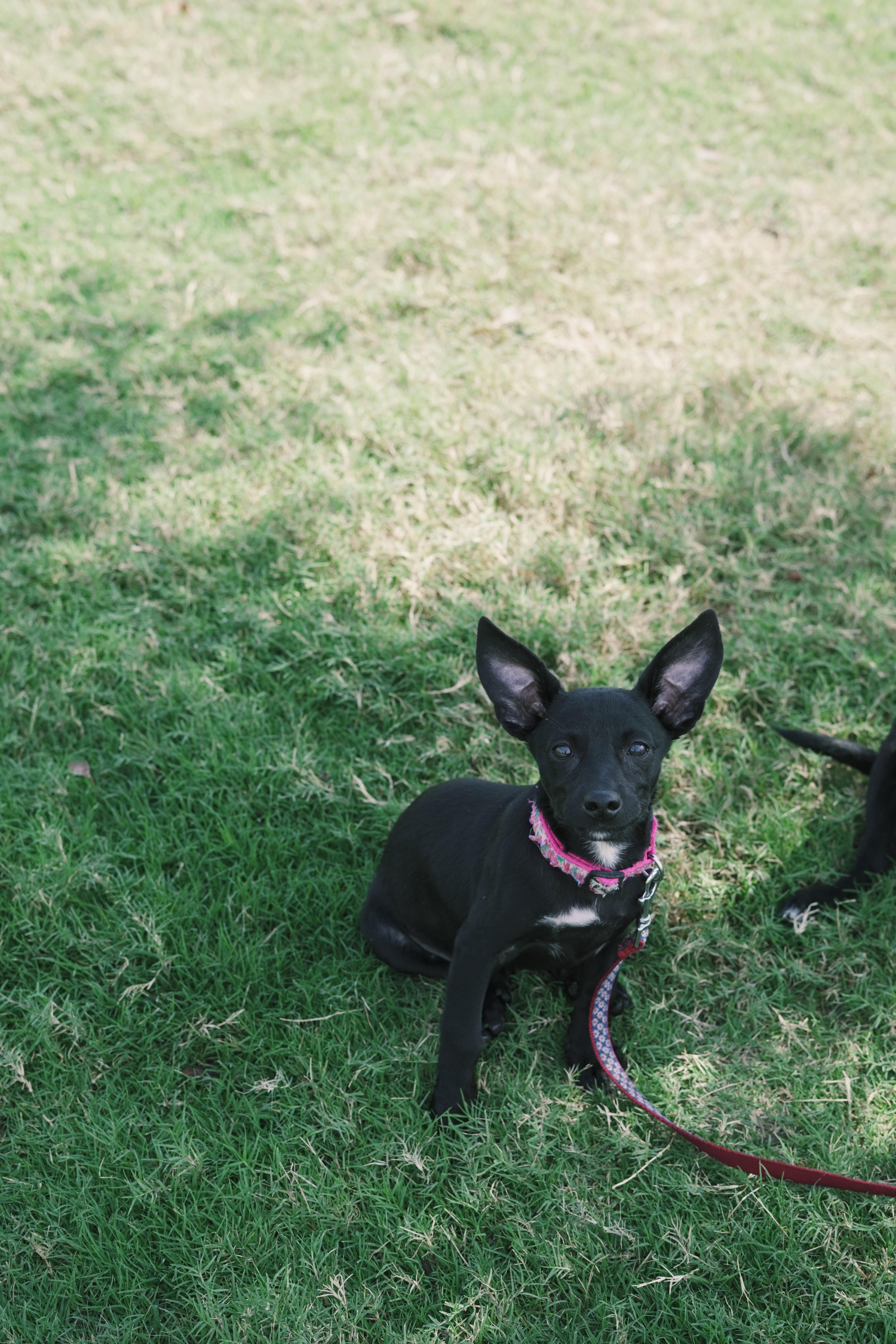 Tater, Adoptable, Puppy Female Chihuahua & Terrier.