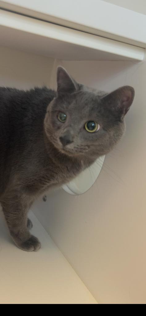 Enlarge Peter, a Adoptable mixed breed in Greenfield, IN image 1/1