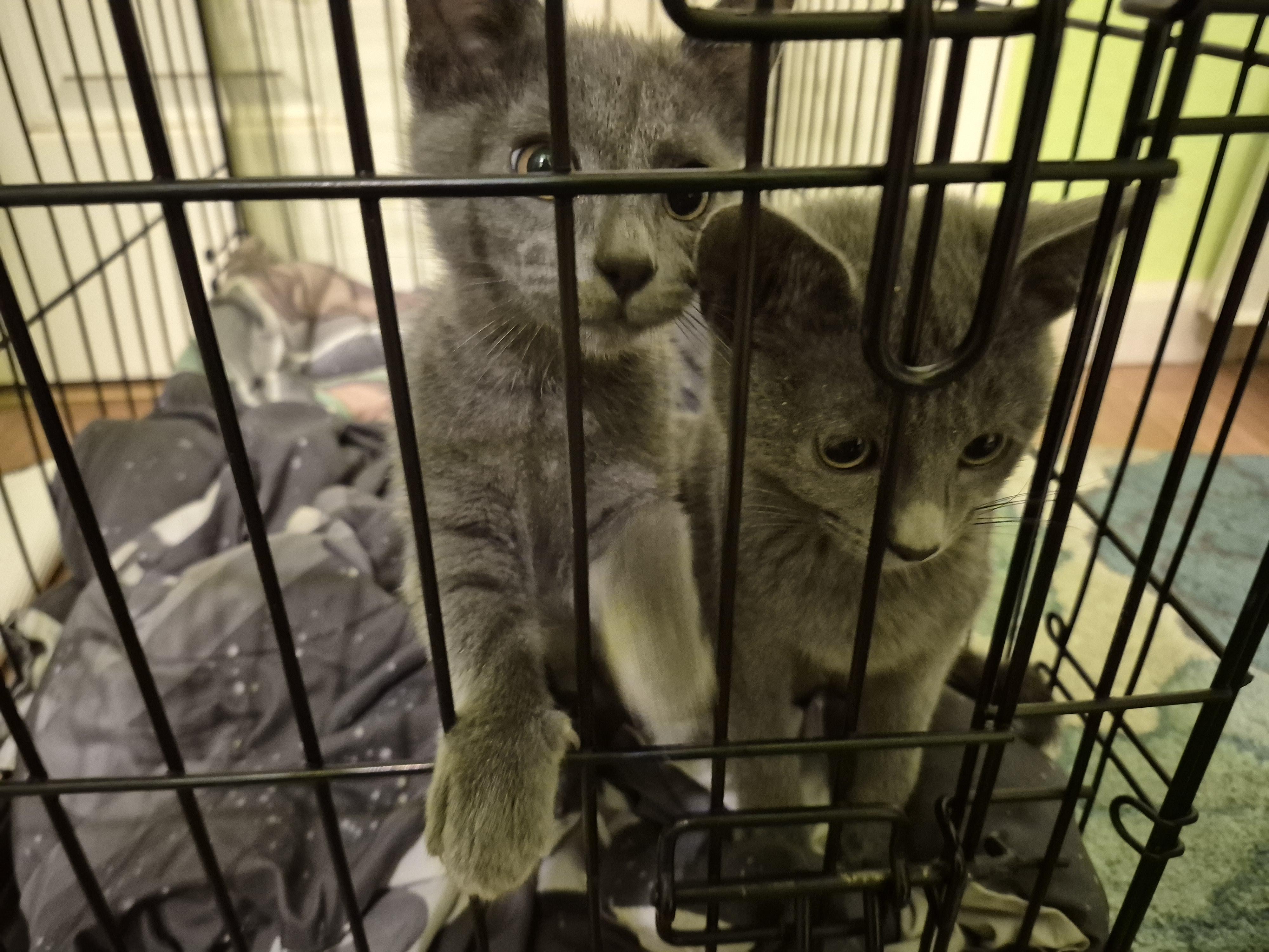 Illyria, Adoptable, Young Female Domestic Short Hair.