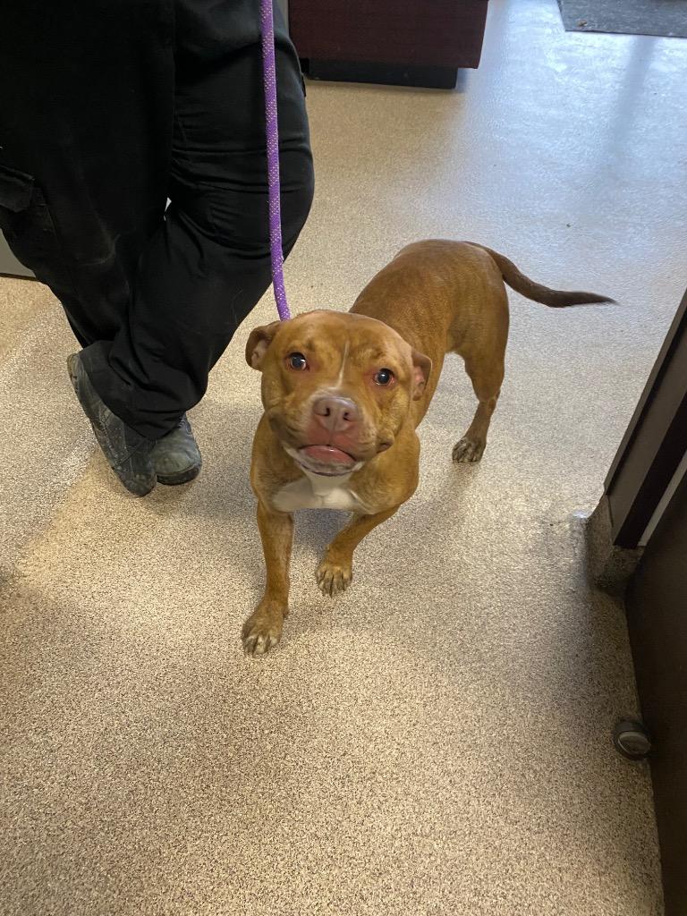 Enlarge Rosie, a Adoptable mixed breed in Troy, OH image 1/1