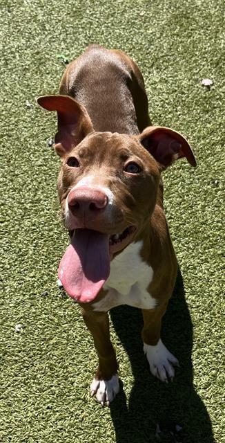 DANTE, Adoptable, Young Male Pit Bull Terrier & Mixed Breed.