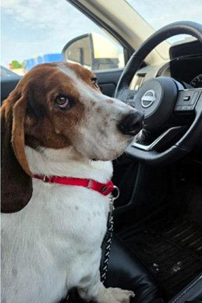 RIO, Adopted, Young Male Basset Hound.