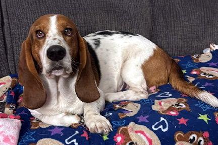 Enlarge RIO, a Adopted Basset Hound in Mays Landing, NJ image 2/3