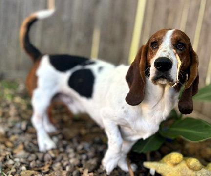 Enlarge RIO, a Adopted Basset Hound in Mays Landing, NJ image 3/3