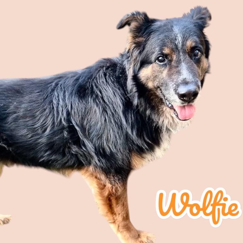 Wolfie, Adoptable, Senior Male Australian Shepherd & Bernese Mountain Dog.