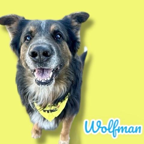 Enlarge Wolfie, a Adoptable mixed breed in Scottsdale, AZ image 1/2