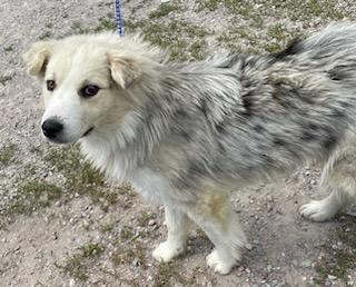 Allie, a ADOPTABLE Australian Shepherd in Polson, MT image 5/6