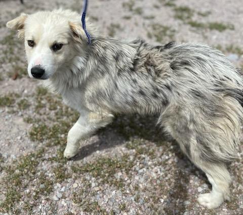 Allie, a ADOPTABLE Australian Shepherd in Polson, MT image 4/6