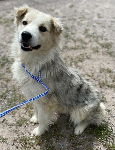 Allie, a ADOPTABLE Australian Shepherd in Polson, MT image 1/6