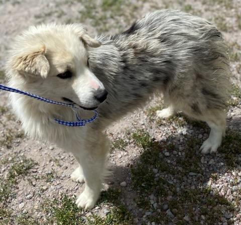 Allie, a ADOPTABLE Australian Shepherd in Polson, MT image 6/6