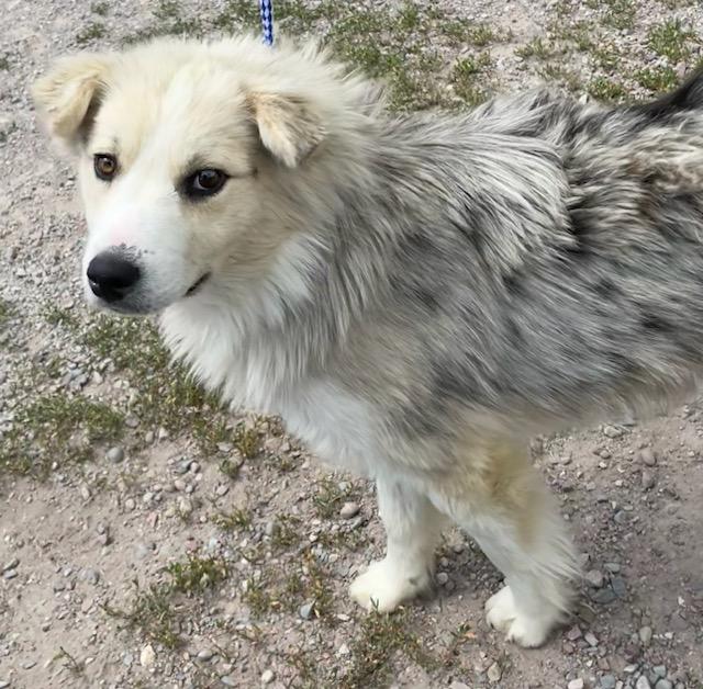 Allie, a ADOPTABLE Australian Shepherd in Polson, MT image 2/6