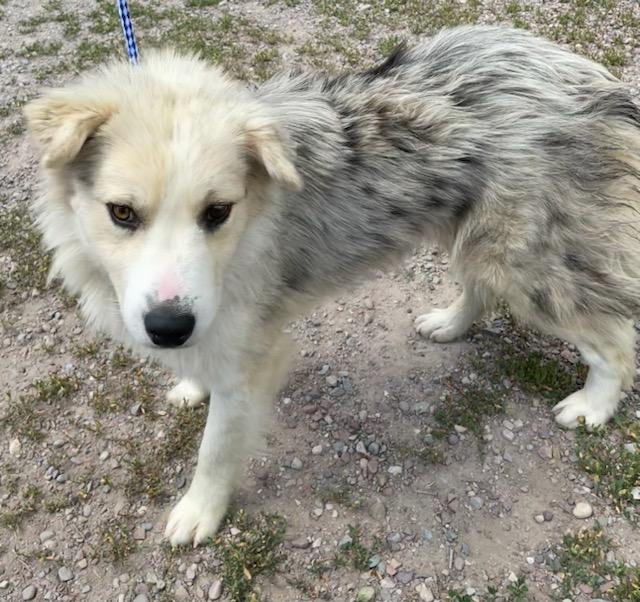 Allie, a ADOPTABLE Australian Shepherd in Polson, MT image 3/6