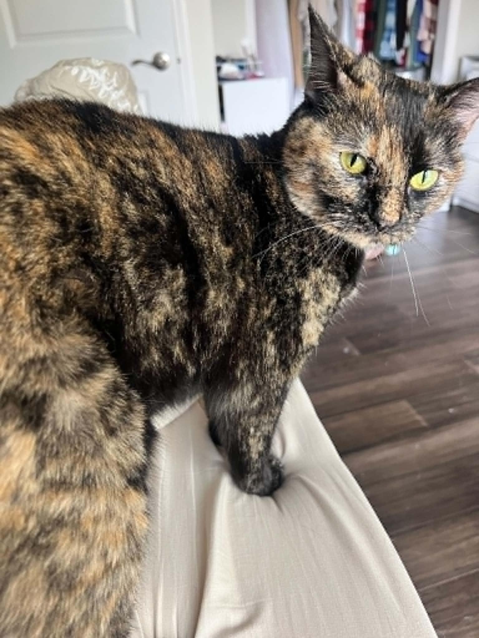 Puddles, ADOPTABLE, Young Female Tortoiseshell.