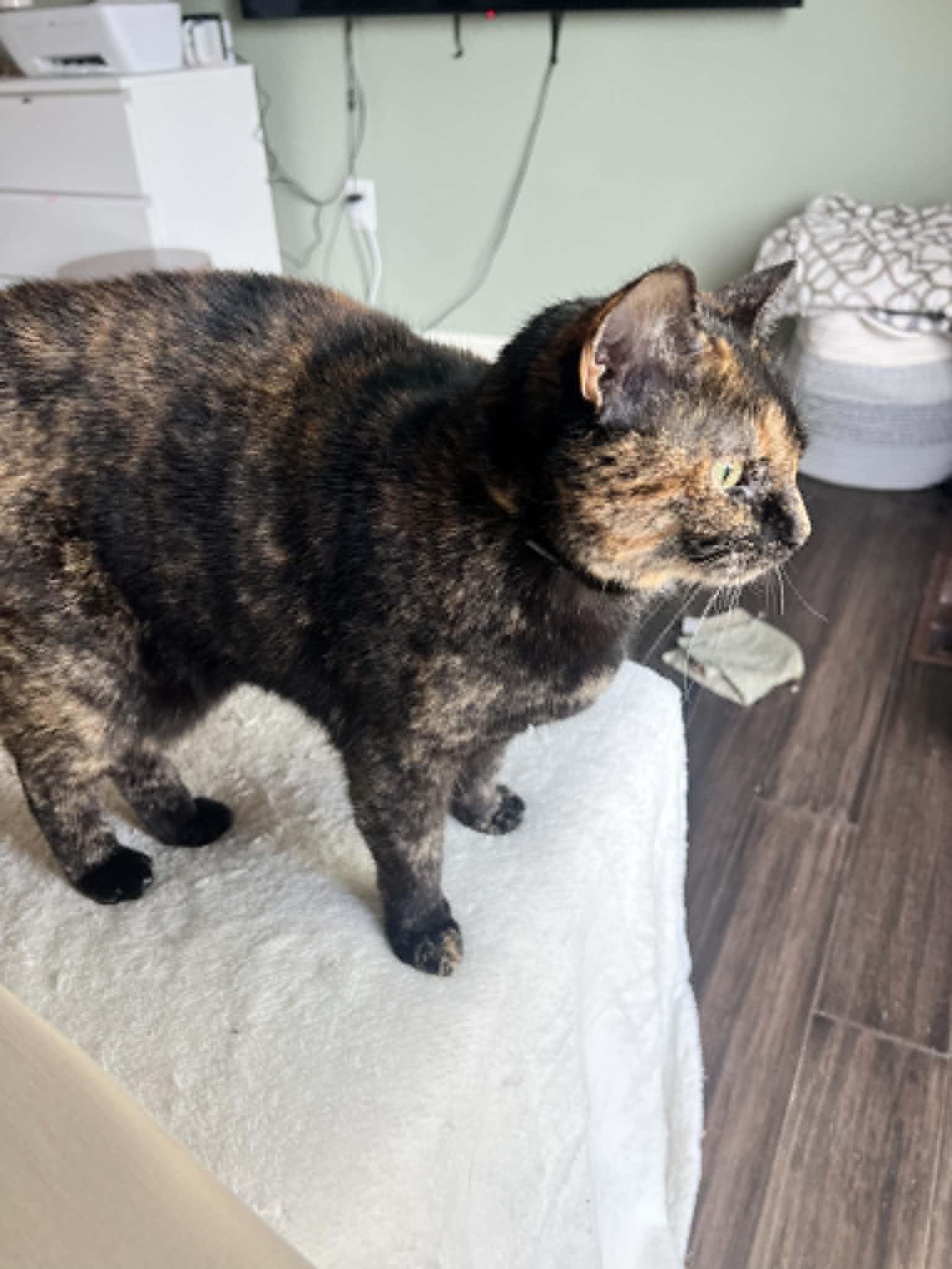 Puddles, a ADOPTABLE Tortoiseshell in Woodville , WI image 4/6