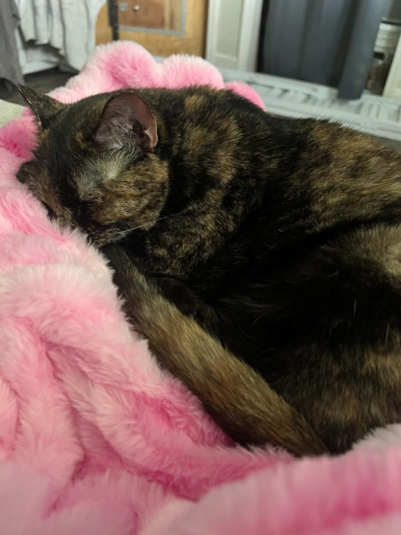 Puddles, a ADOPTABLE Tortoiseshell in Woodville , WI image 5/6