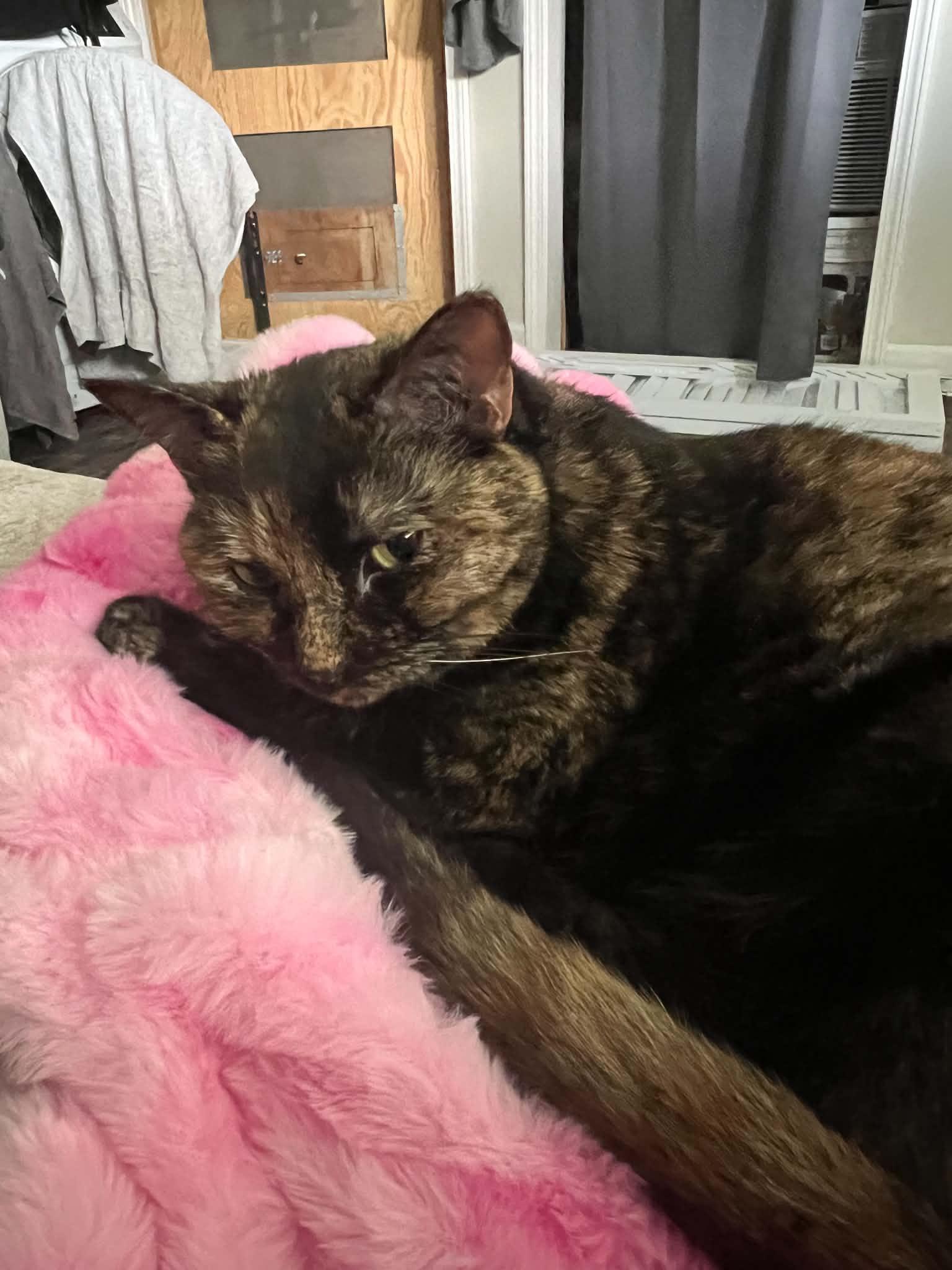 Puddles, a ADOPTABLE Tortoiseshell in Woodville , WI image 2/6