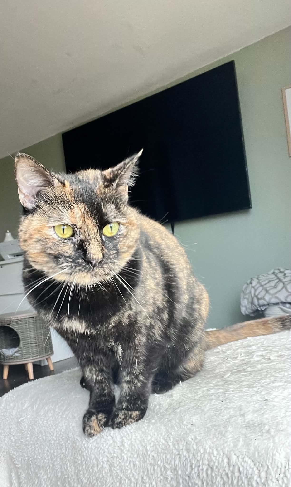 Puddles, a ADOPTABLE Tortoiseshell in Woodville , WI image 6/6