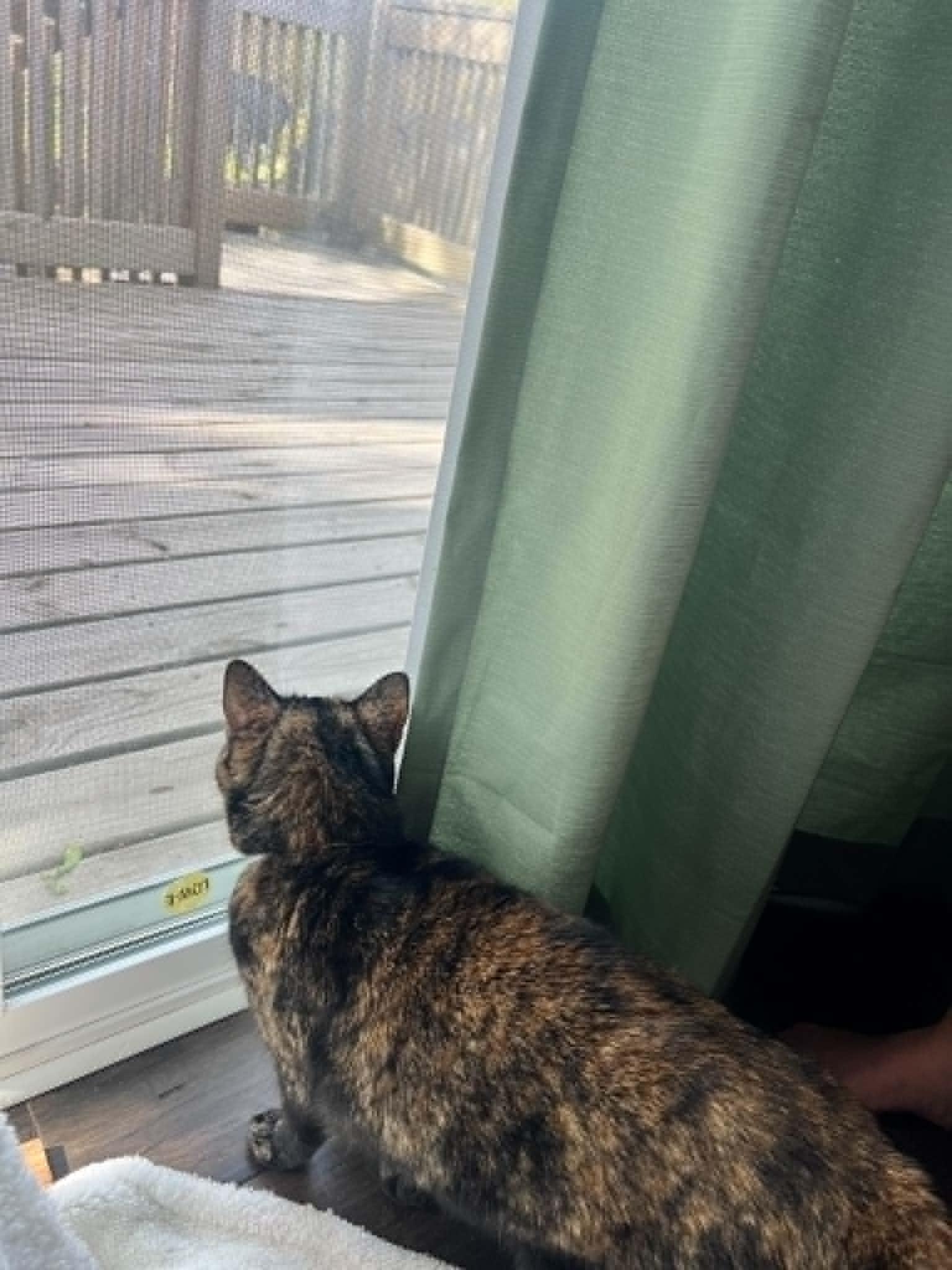 Puddles, a ADOPTABLE Tortoiseshell in Woodville , WI image 3/6