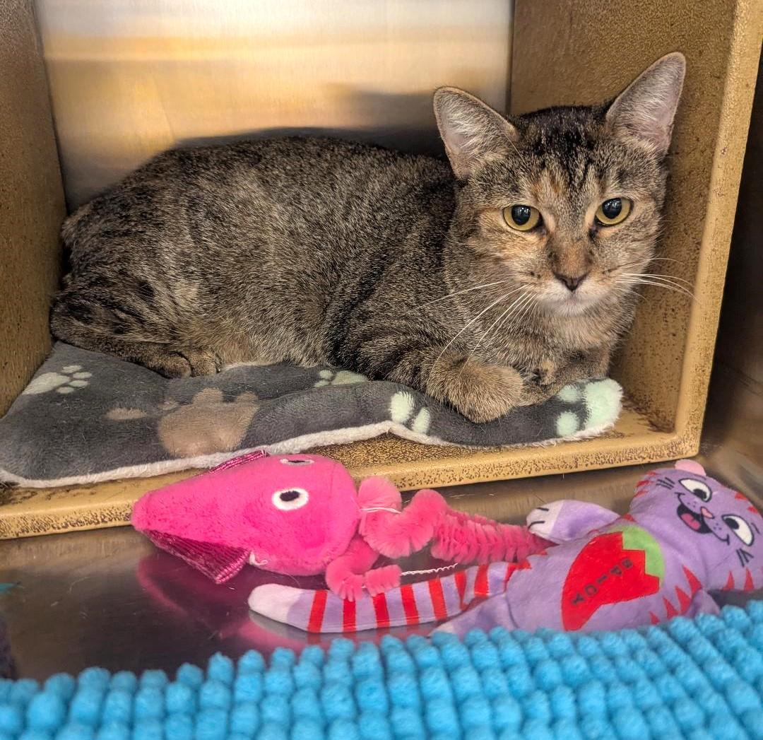 SPRING - CUTE & FRIENDLY MANX KITTY, a Adoptable mixed breed in Plano, TX image 3/5