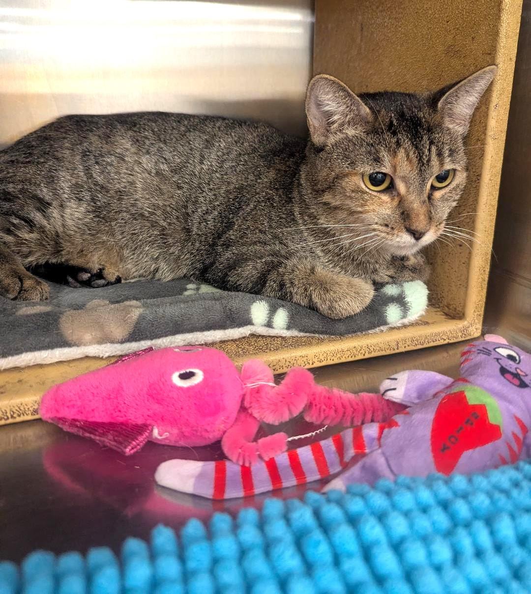 SPRING - CUTE & FRIENDLY MANX KITTY, a Adoptable mixed breed in Plano, TX image 4/5