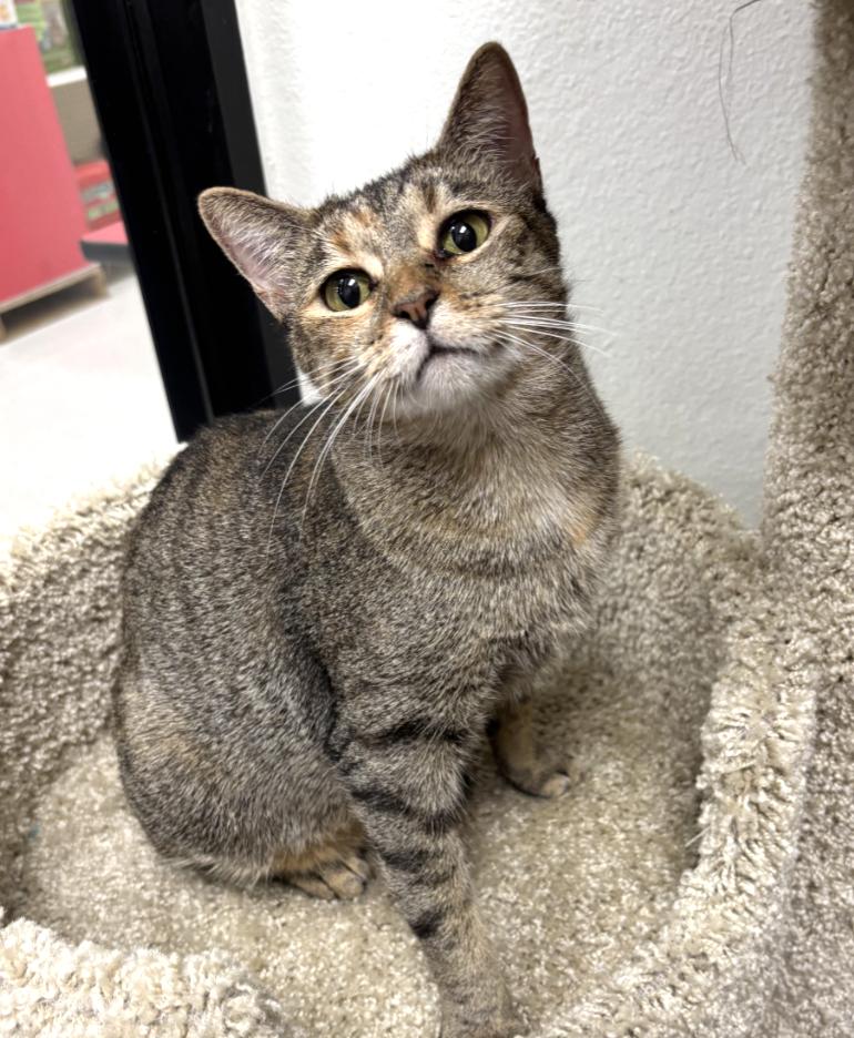 SPRING - CUTE & FRIENDLY MANX KITTY, Adoptable, Young Female Manx & Tabby.