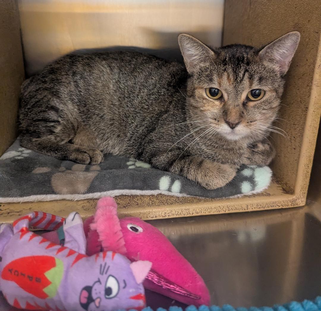 SPRING - CUTE & FRIENDLY MANX KITTY, a Adoptable mixed breed in Plano, TX image 2/5