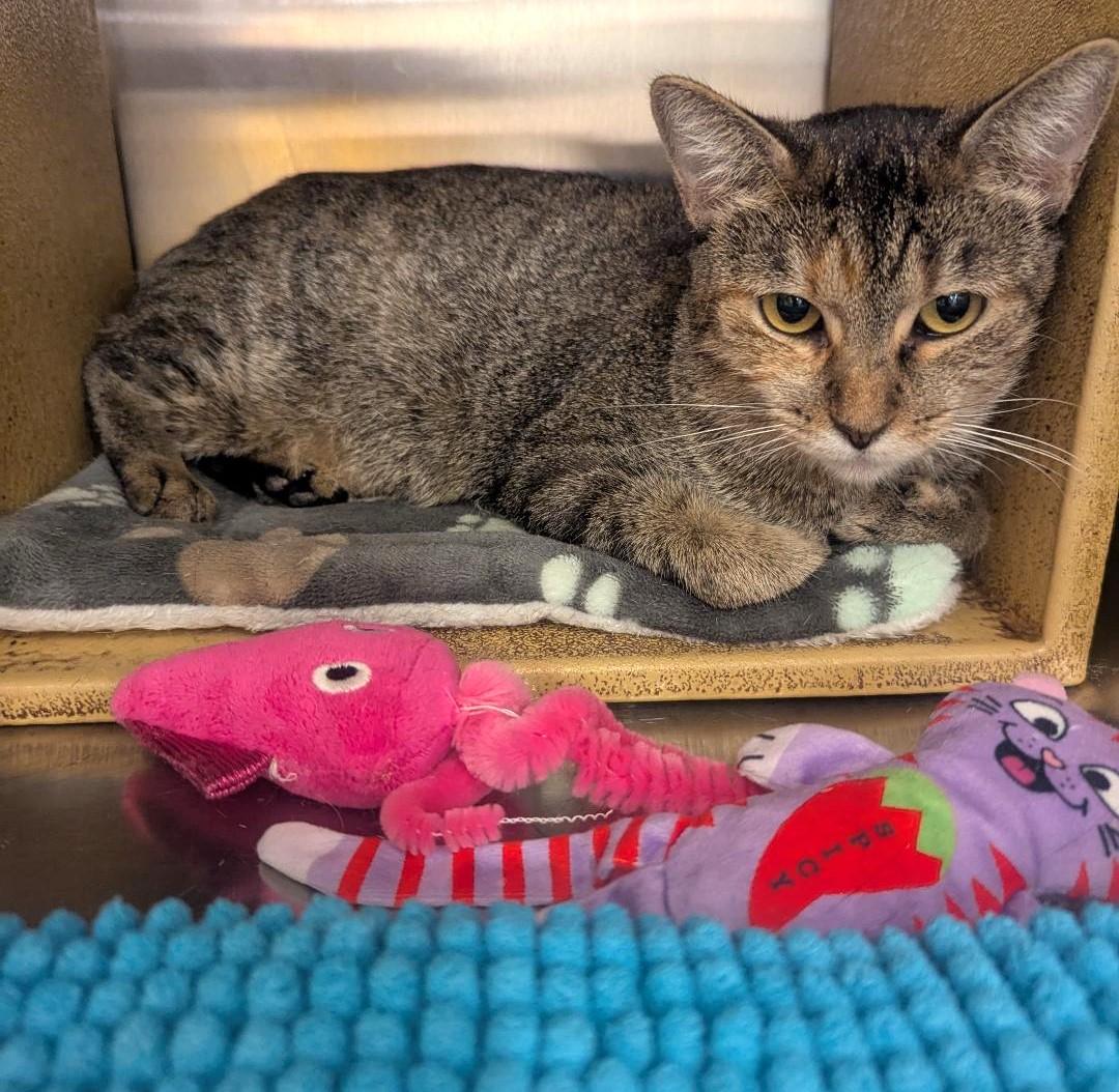 SPRING - CUTE & FRIENDLY MANX KITTY, a Adoptable mixed breed in Plano, TX image 5/5